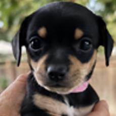 Tilt a Whirl (pink/ red), Adoptable, Puppy Female Chihuahua.