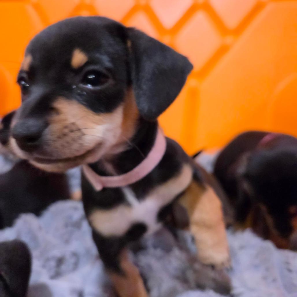 Enlarge Tilt a Whirl (pink/ red), a Adoptable Chihuahua in Redmond, WA image 2/3