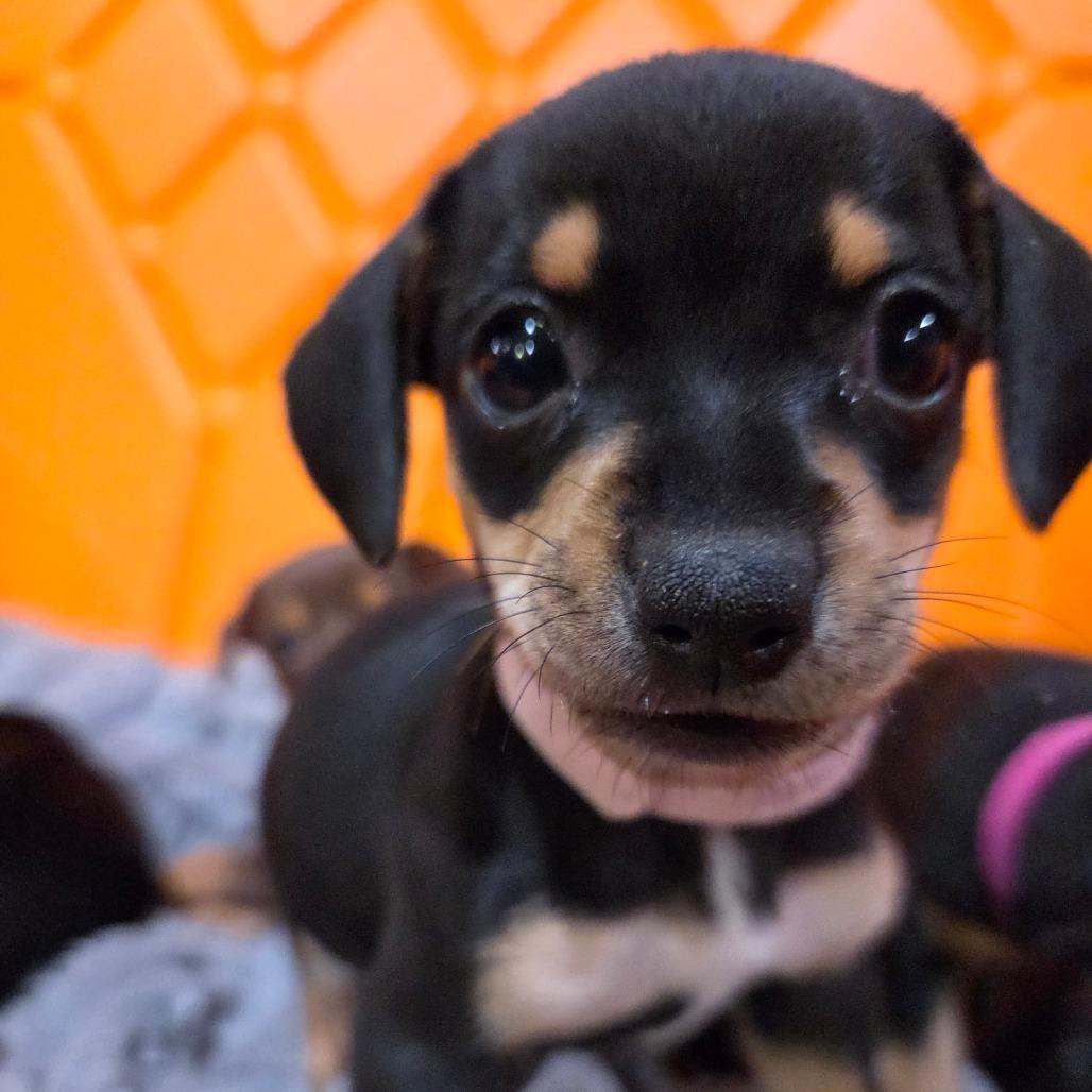 Enlarge Tilt a Whirl (pink/ red), a Adoptable Chihuahua in Redmond, WA image 3/3