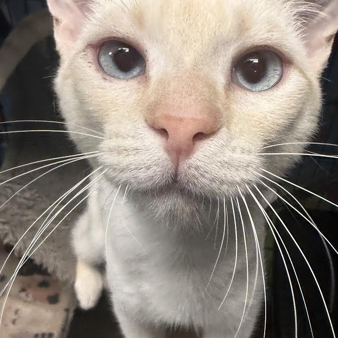Echo, a ADOPTABLE Domestic Short Hair in Jackson, CA image 2/3