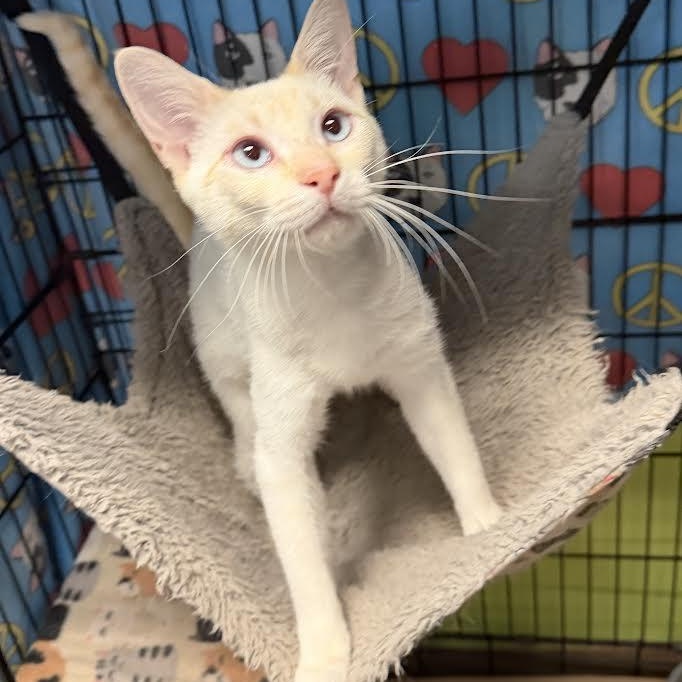 Echo, a ADOPTABLE Domestic Short Hair in Jackson, CA image 3/3