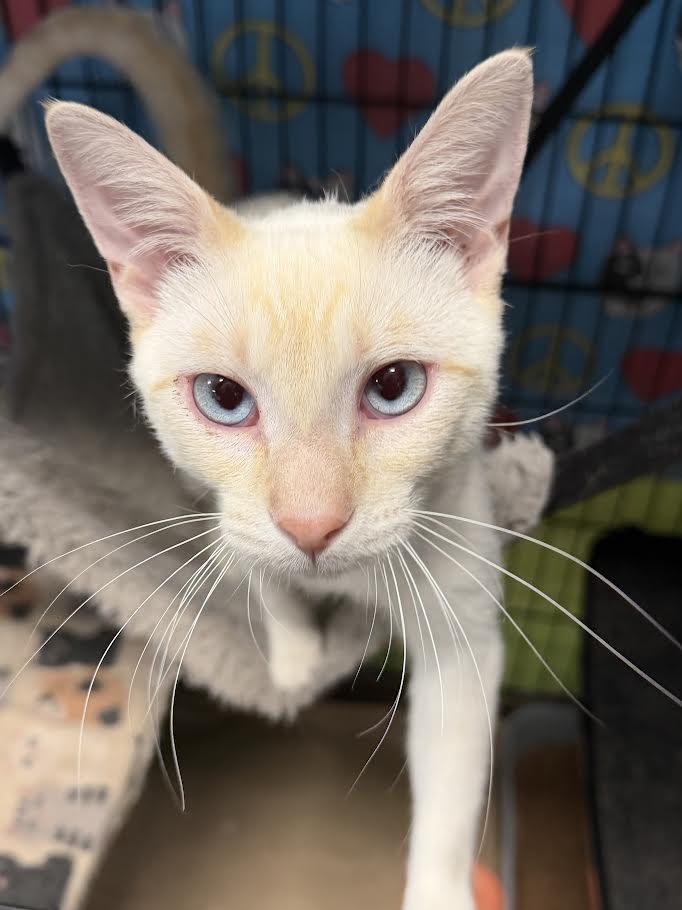 Echo, a ADOPTABLE Domestic Short Hair in Jackson, CA image 1/3