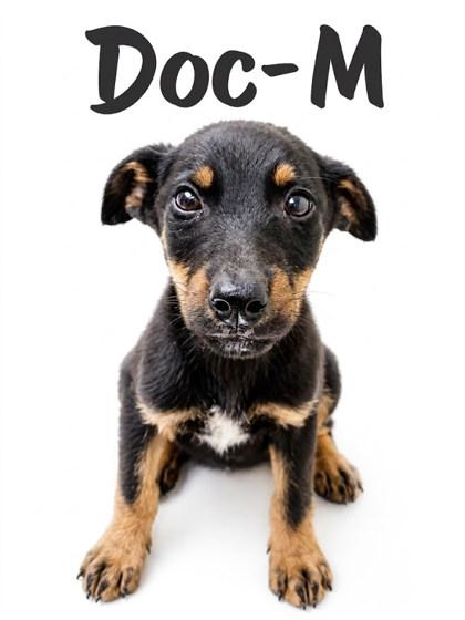 Doc, Adoptable, Puppy Male Doberman Pinscher & Mixed Breed.