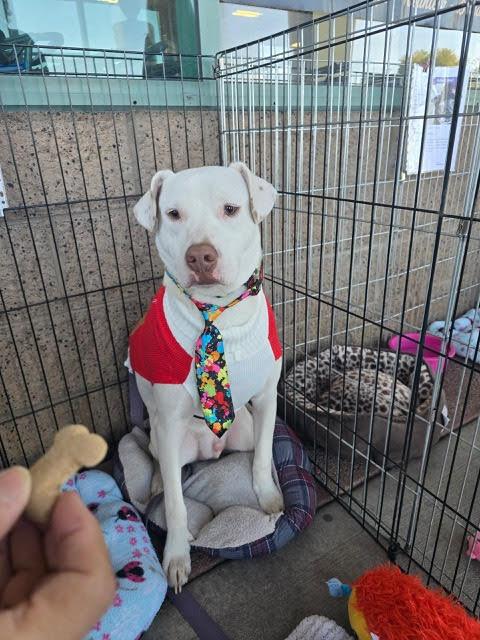 Enlarge Moose, a Adoptable Australian Shepherd in Phoenix, AZ image 1/1