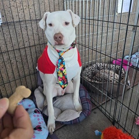 Enlarge Moose, a Adoptable Australian Shepherd in Phoenix, AZ image 1/1