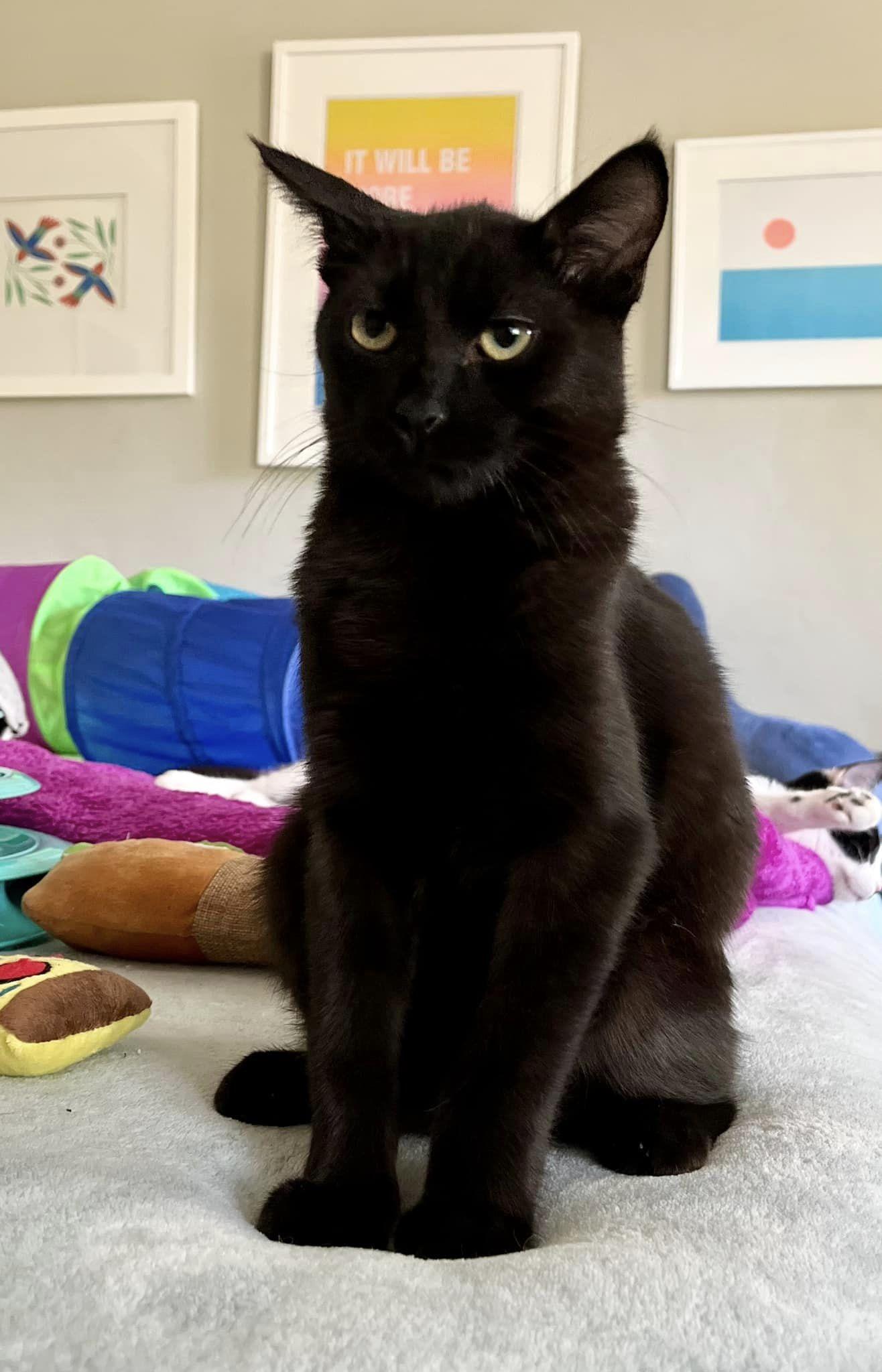 Peter Rabbit, Adopted, Kitten Male Domestic Short Hair.