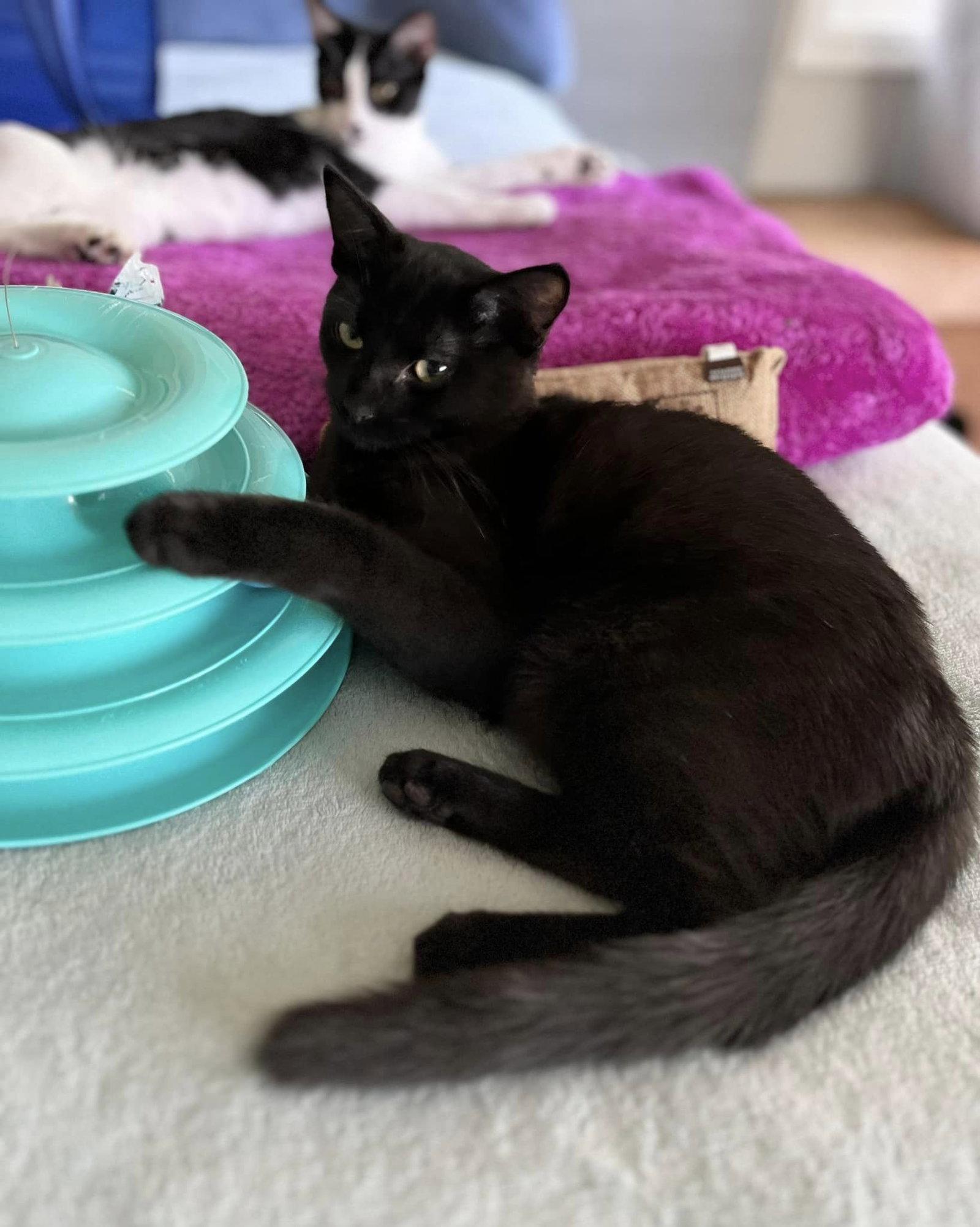 Peter Rabbit, a Adopted Domestic Short Hair in Walnut Creek, CA image 2/3