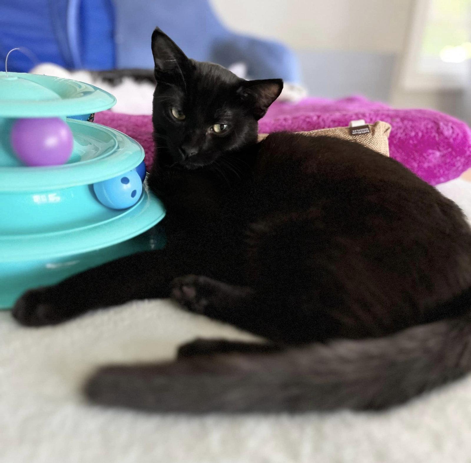 Peter Rabbit, a Adopted Domestic Short Hair in Walnut Creek, CA image 3/3