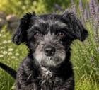 Nirai D7047, a Adoptable Shih Tzu in Fremont, CA image 2/2