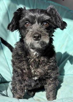 Enlarge Nirai D7047, a Adoptable Shih Tzu in Fremont, CA image 2/2
