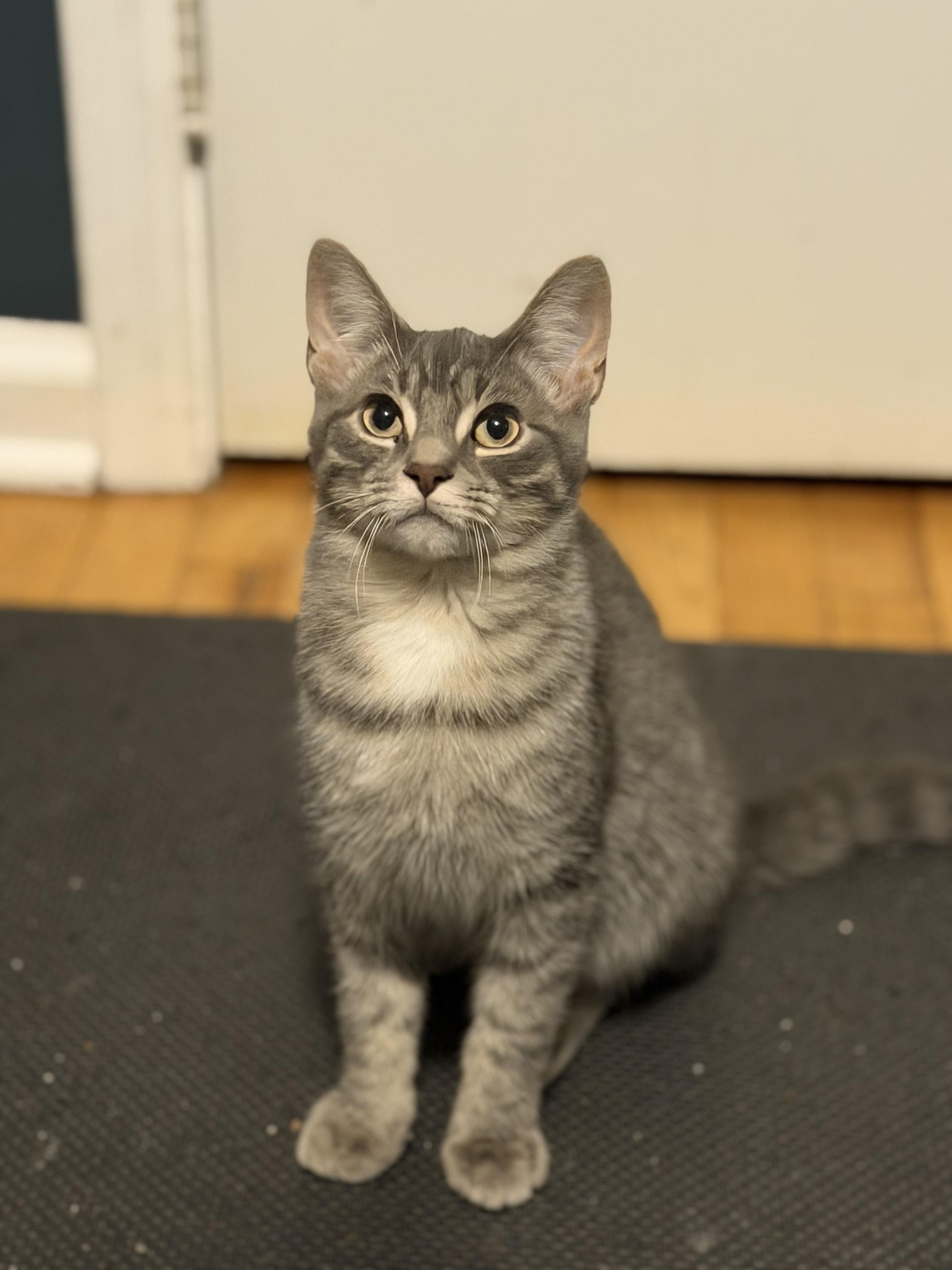 River, Adoptable, Kitten Male Domestic Short Hair.