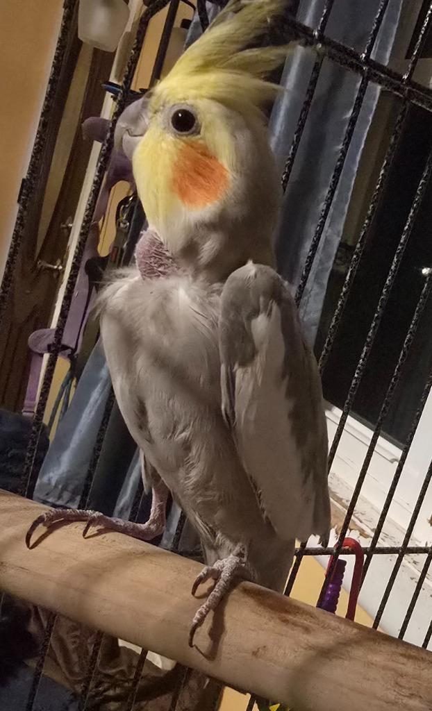 Boreas, Adoptable, Young Male Cockatiel.
