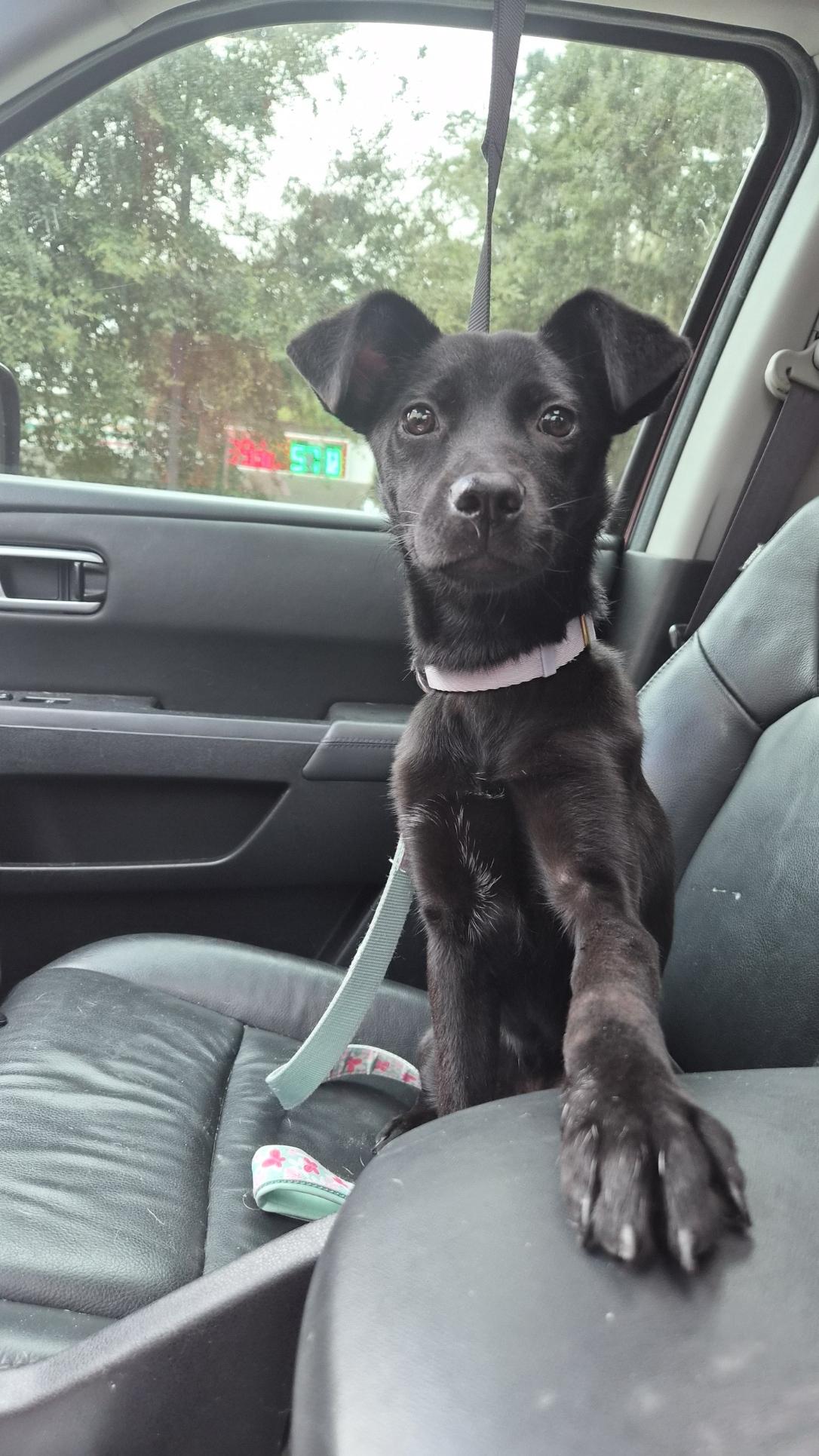 Enlarge Zoey, a Adoptable mixed breed in Orlando, FL image 2/6