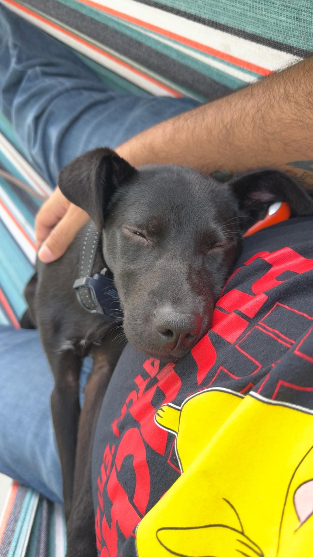 Enlarge Zoey, a Adoptable mixed breed in Orlando, FL image 3/5