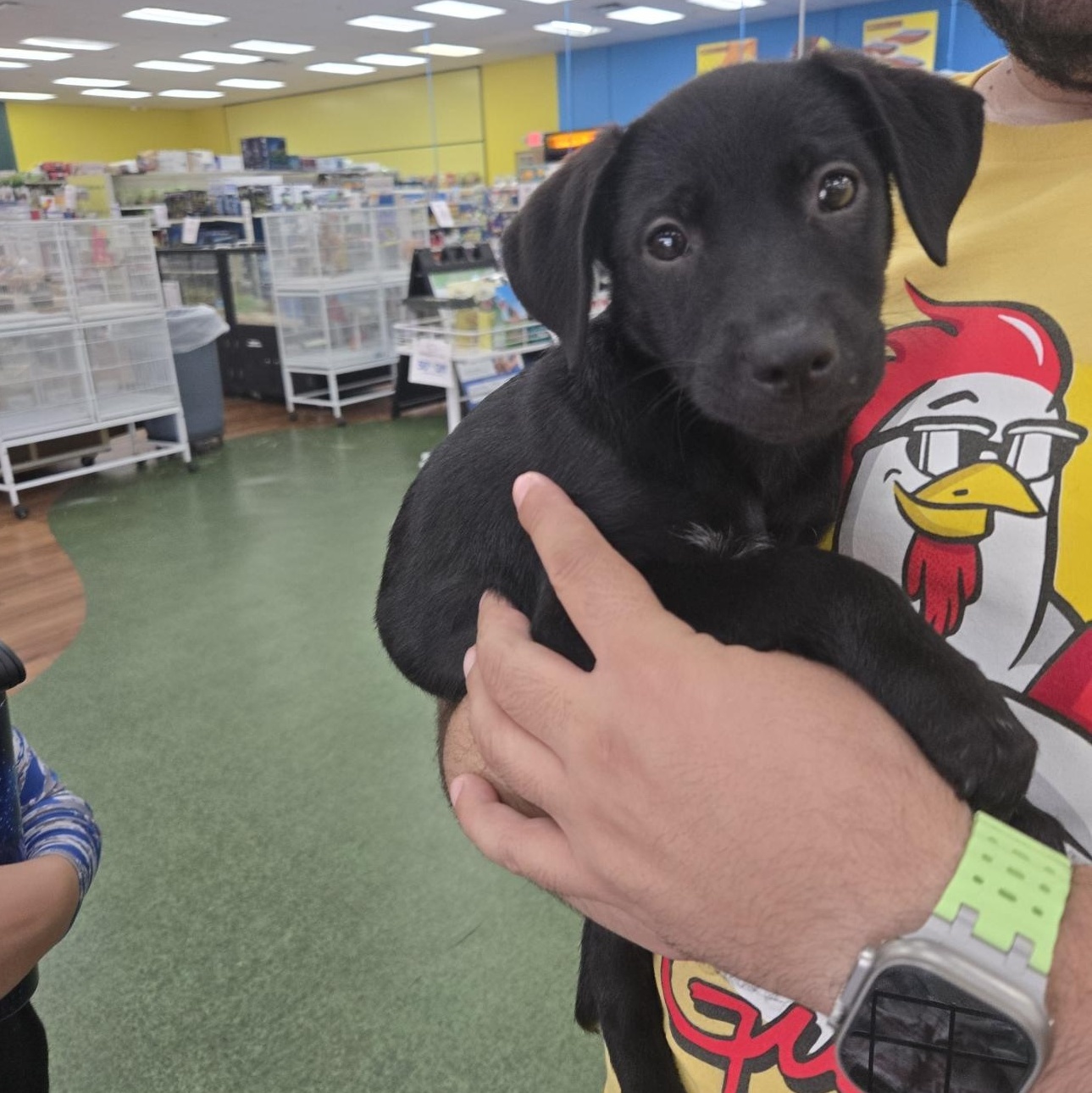Enlarge Zoey, a Adoptable mixed breed in Orlando, FL image 4/5