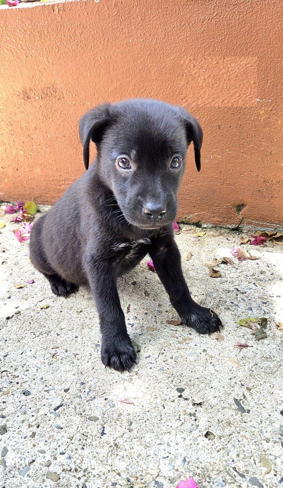 Zoey, adopted, Puppy Female Retriever.