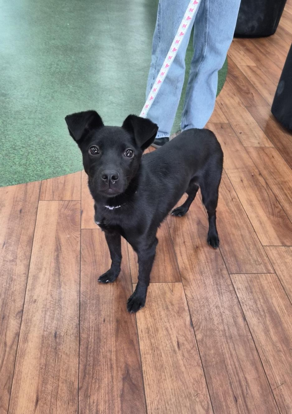 Zoey, Adoptable, Puppy Female Terrier & Retriever.