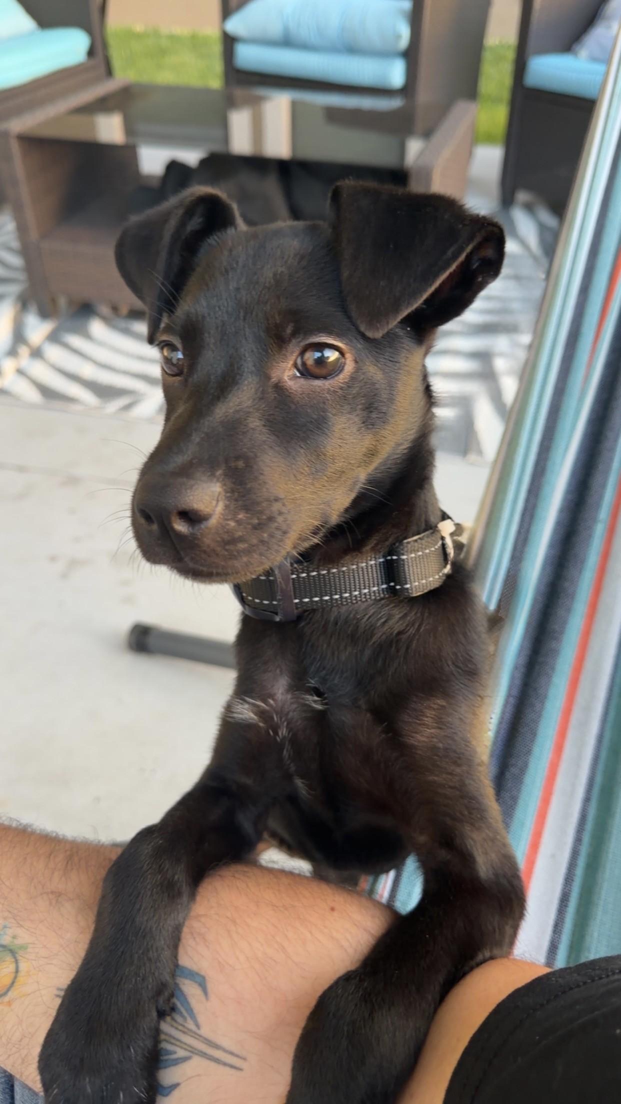 Zoey, Adoptable, Puppy Female Terrier & Retriever.