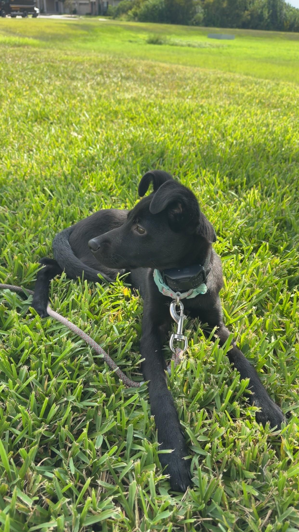 Enlarge Zoey, a Adoptable mixed breed in Orlando, FL image 2/5
