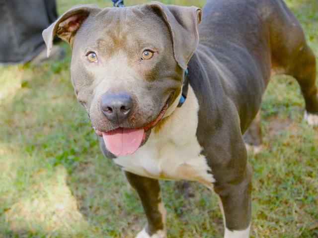 Enlarge DIESEL, a Adoptable American Staffordshire Terrier in Tallahassee, FL image 1/1