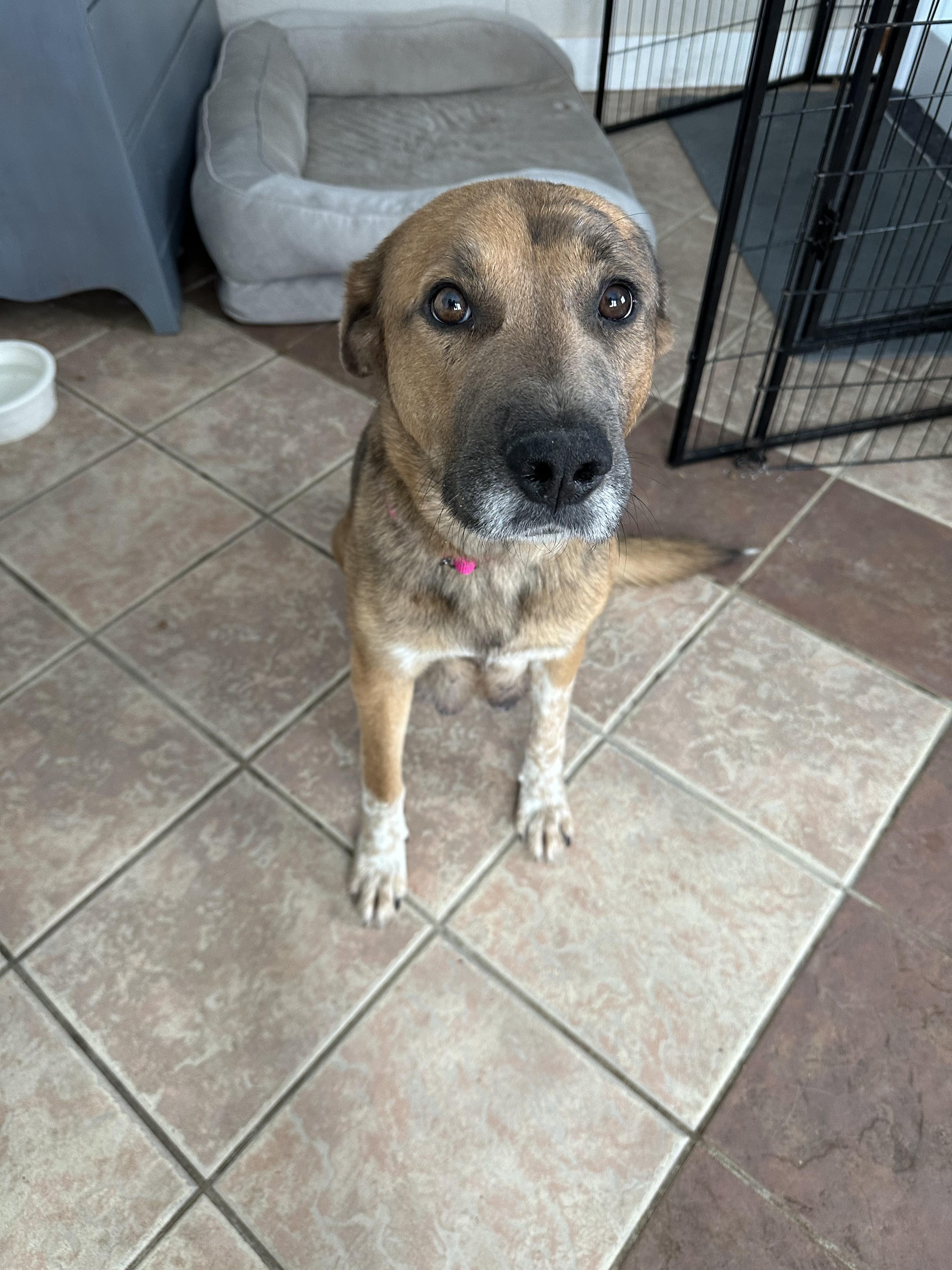 Enlarge Sierra, a ADOPTABLE Mixed Breed in Rochester , NY image 3/5