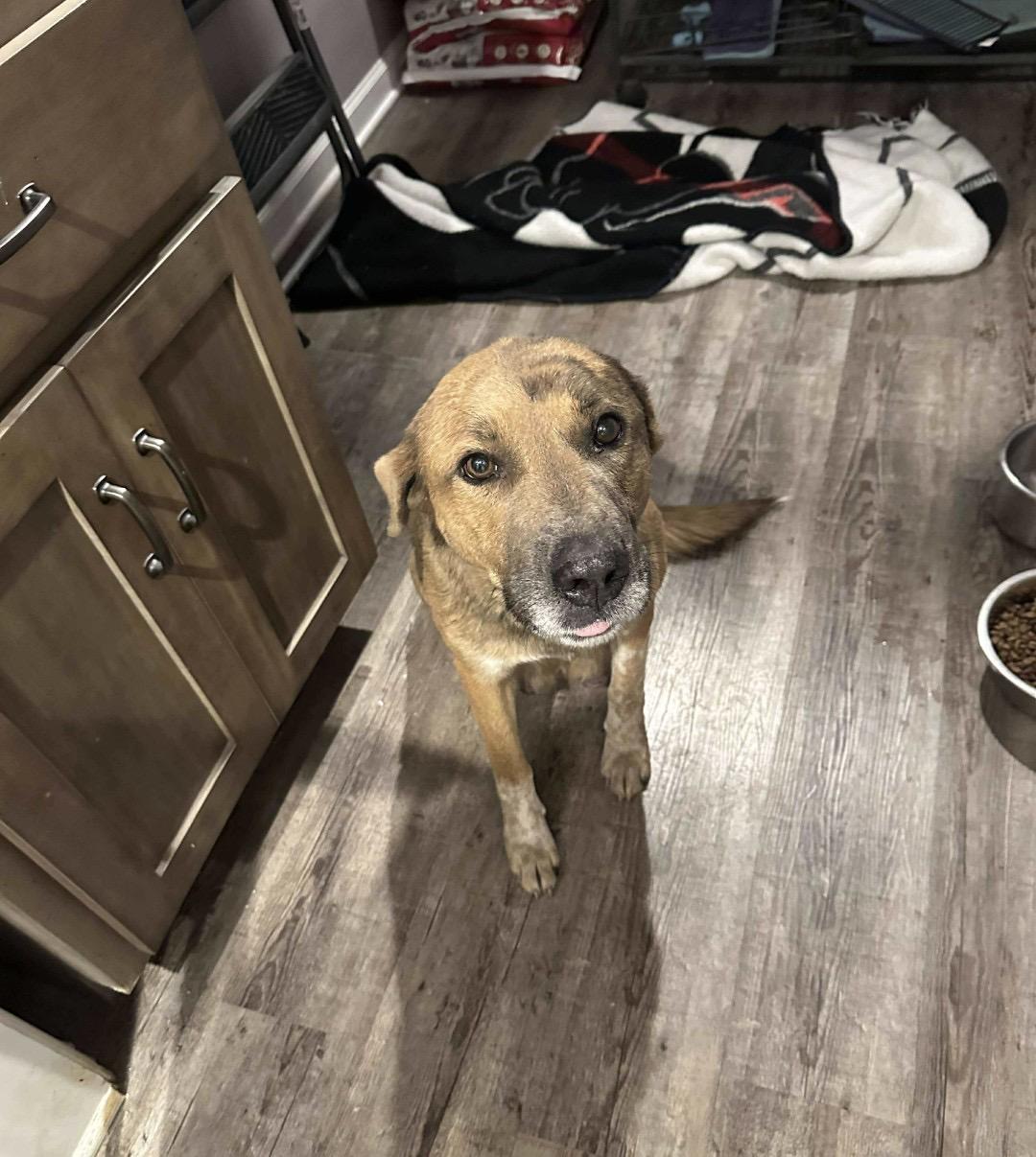 Enlarge Sierra, a ADOPTABLE Mixed Breed in Rochester , NY image 5/5