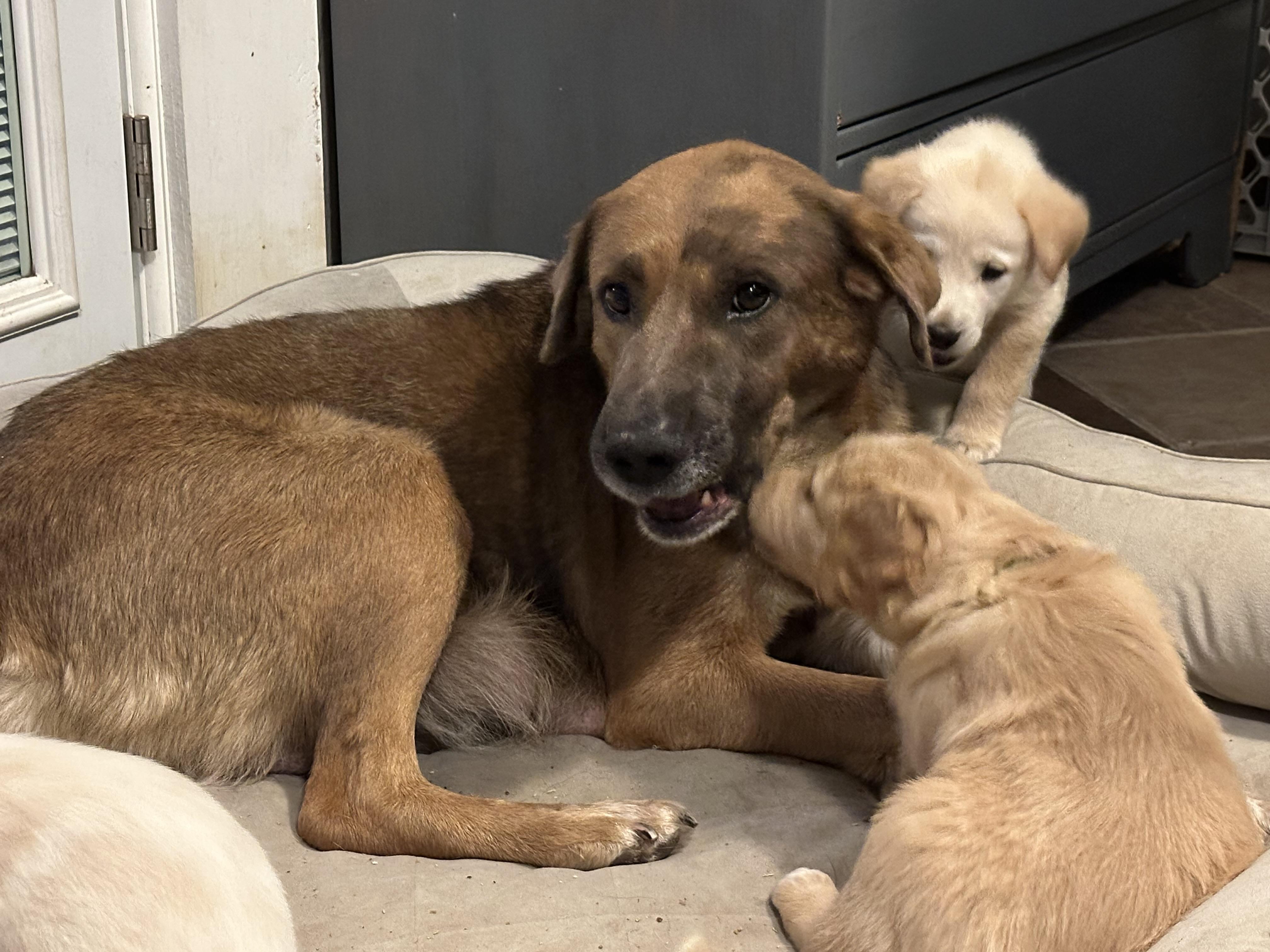 Enlarge Sierra, a ADOPTABLE Mixed Breed in Rochester , NY image 2/5