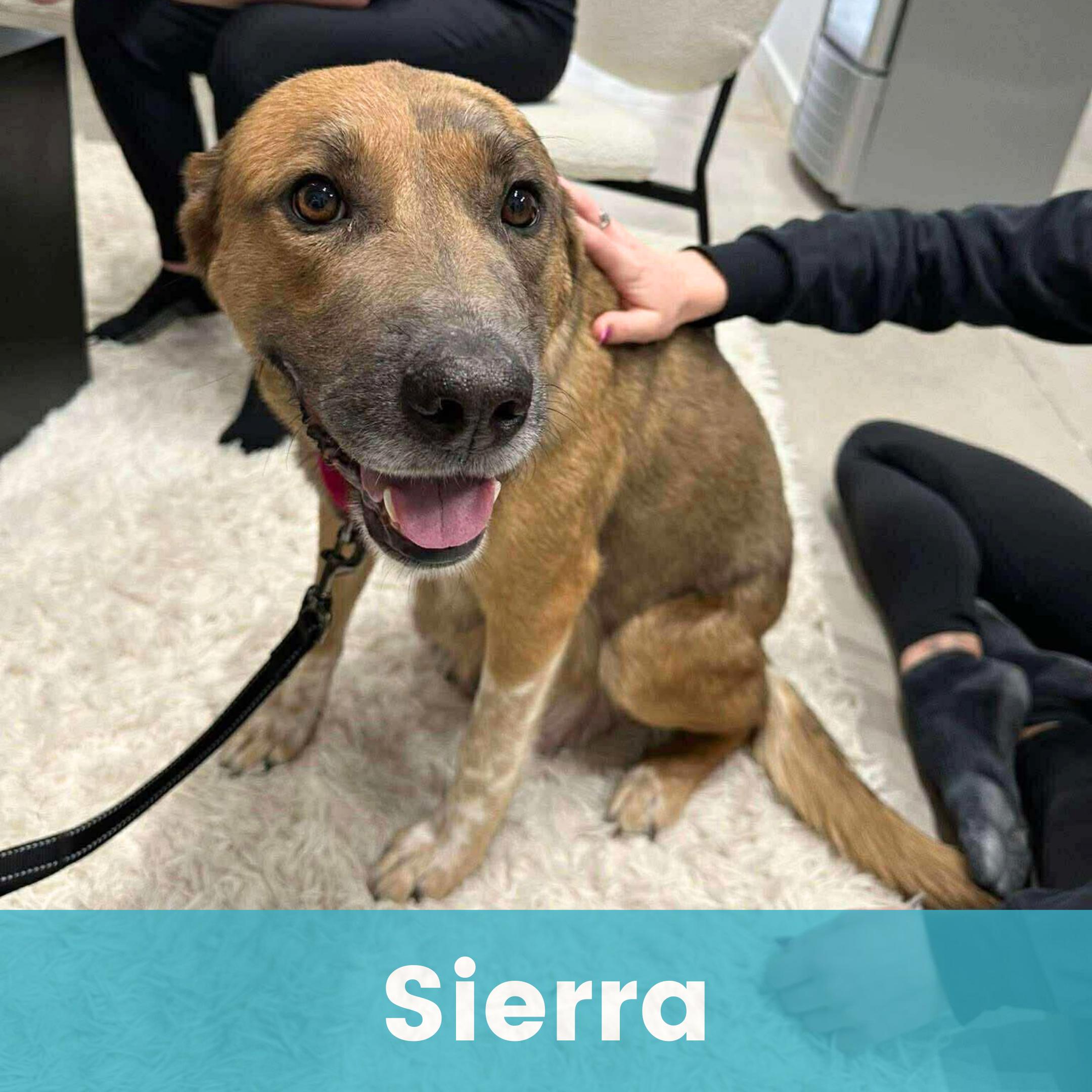 Enlarge Sierra, a ADOPTABLE Mixed Breed in Rochester , NY image 1/5