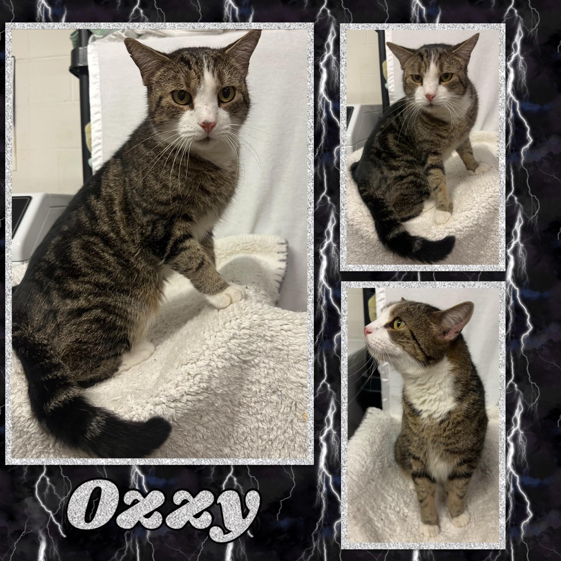 Ozzy