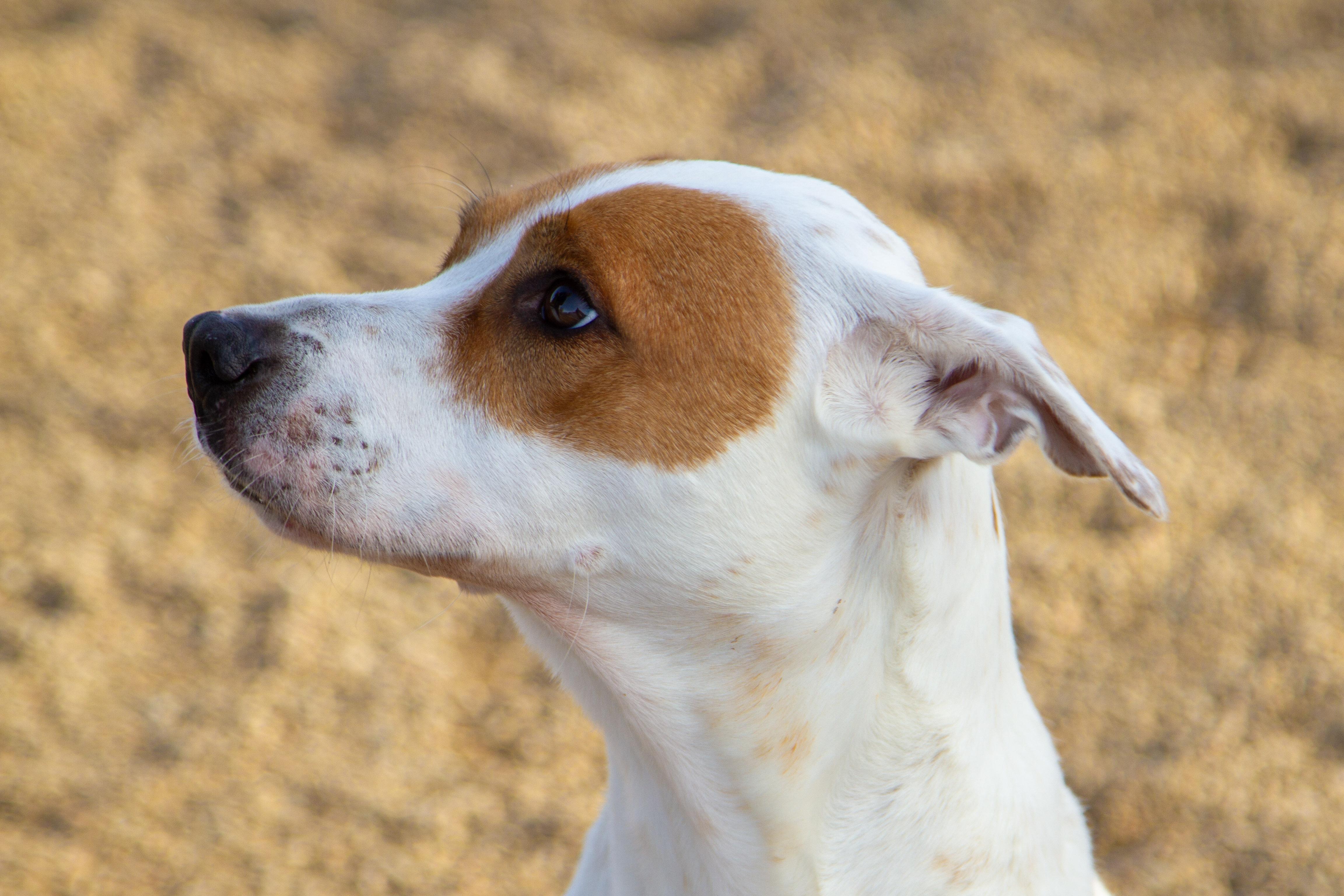 Enlarge Luna, a ADOPTABLE mixed breed in Rapid City, SD image 5/5