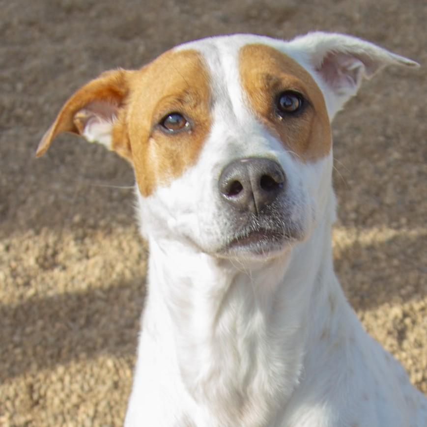 Enlarge Luna, a ADOPTABLE mixed breed in Rapid City, SD image 1/5