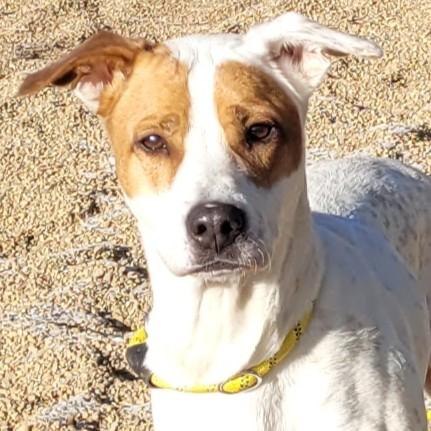 Enlarge Luna, a ADOPTABLE mixed breed in Rapid City, SD image 2/5