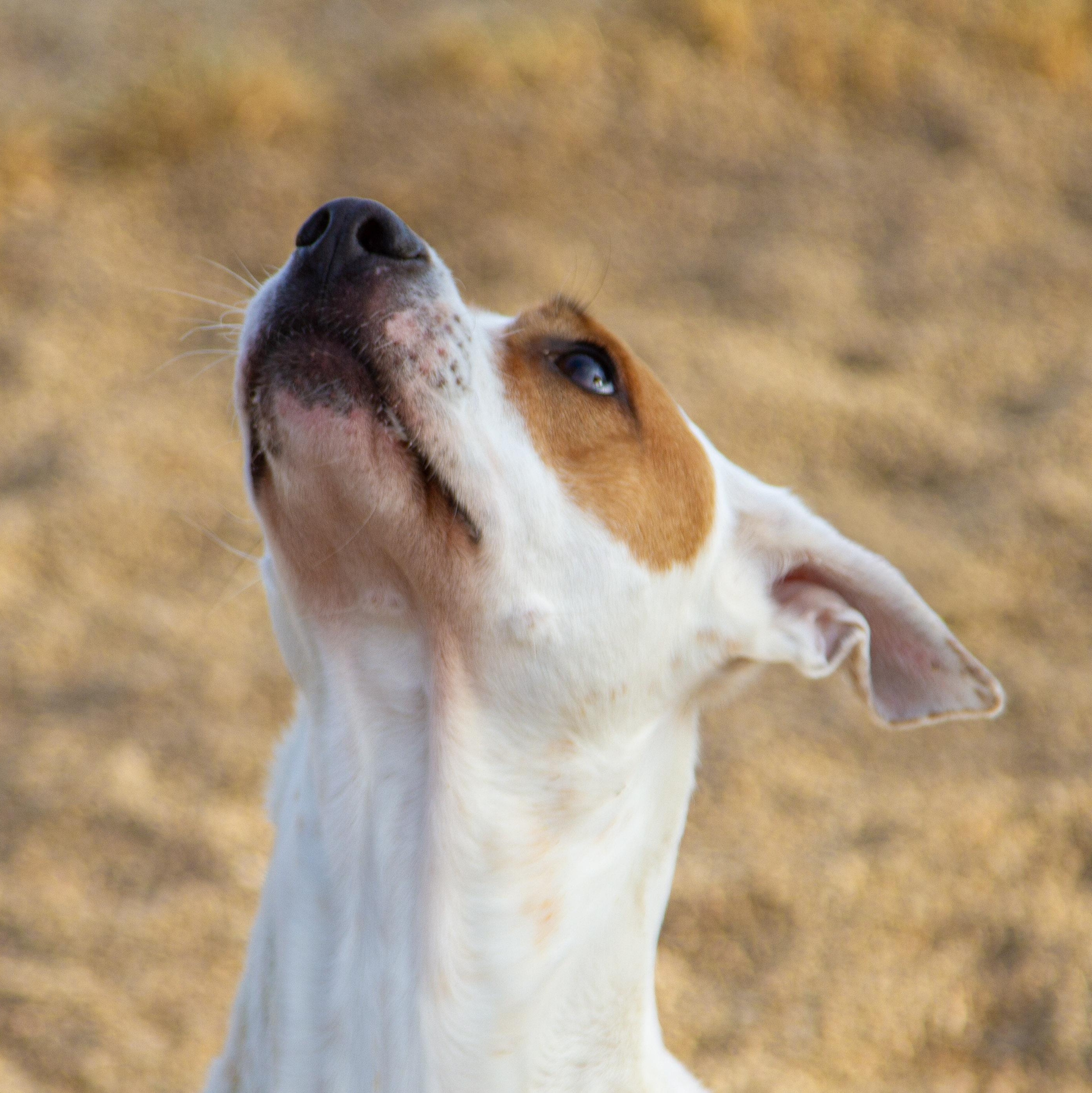 Enlarge Luna, a ADOPTABLE mixed breed in Rapid City, SD image 3/5
