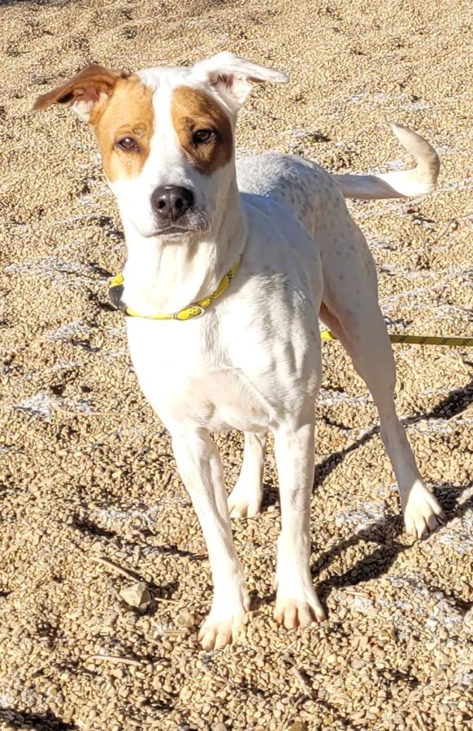 Enlarge Luna, a ADOPTABLE mixed breed in Rapid City, SD image 4/5