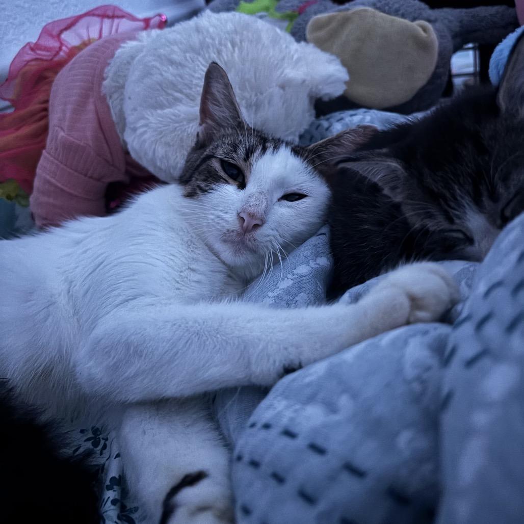 Rosemary, a Adoptable Domestic Short Hair in North Port, FL image 1/5