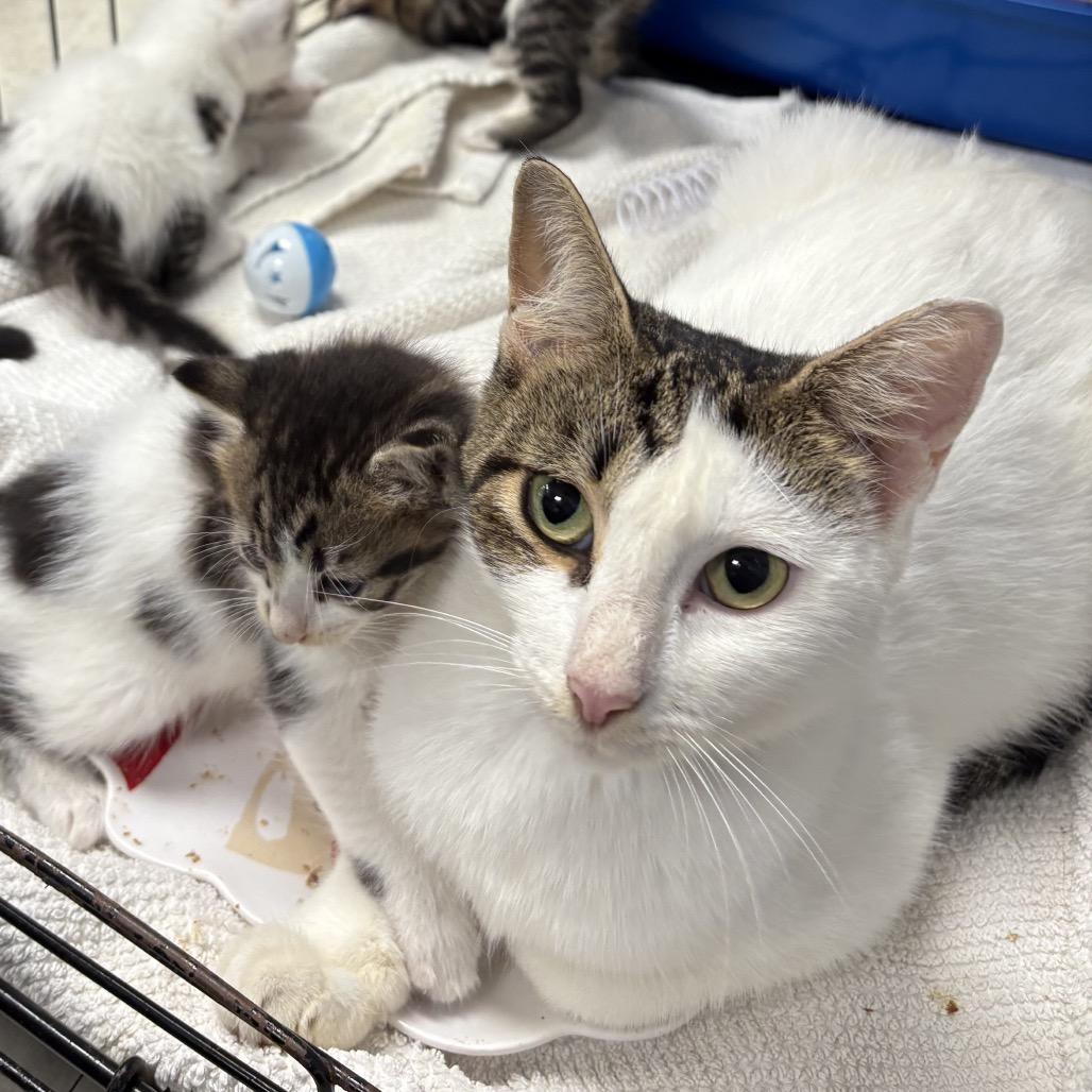 Rosemary, a Adoptable Domestic Short Hair in North Port, FL image 2/5