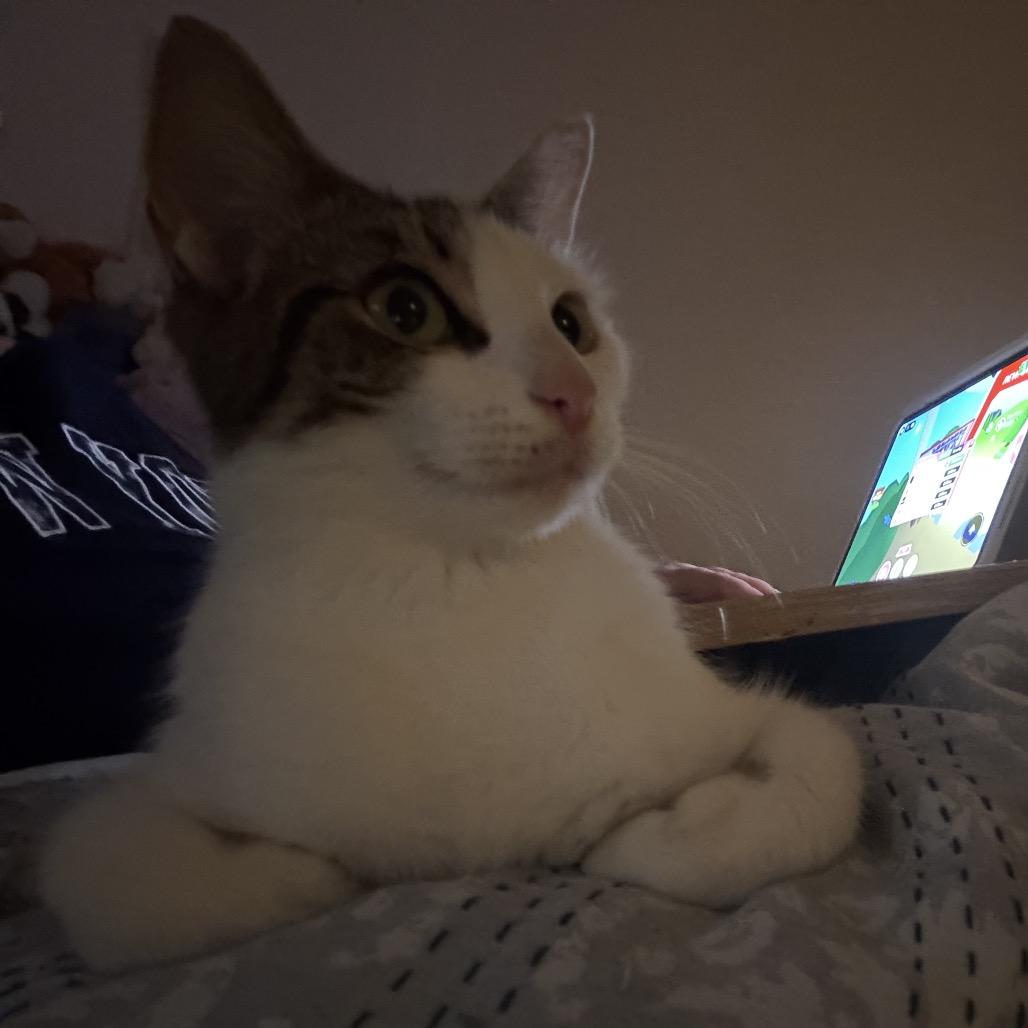 Rosemary, a Adoptable Domestic Short Hair in North Port, FL image 3/5