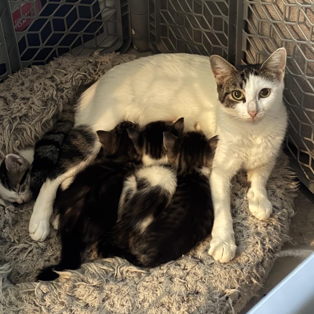 Rosemary, a Adoptable Domestic Short Hair in North Port, FL image 4/5