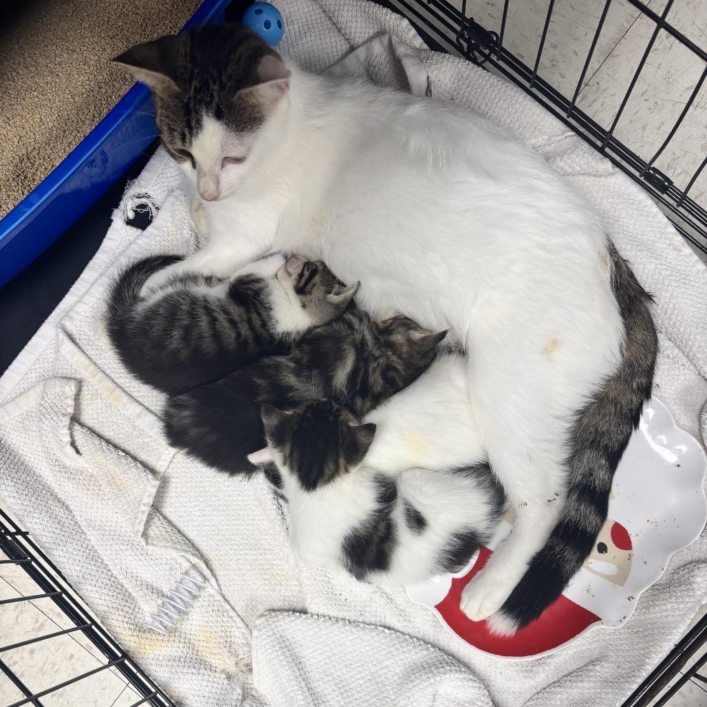 Rosemary, a Adoptable Domestic Short Hair in North Port, FL image 5/5