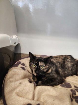 Ororo, Adoptable, Adult Female Tortoiseshell.