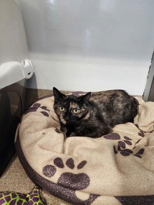 Ororo, a Adoptable Tortoiseshell in Oskaloosa, IA image 2/2