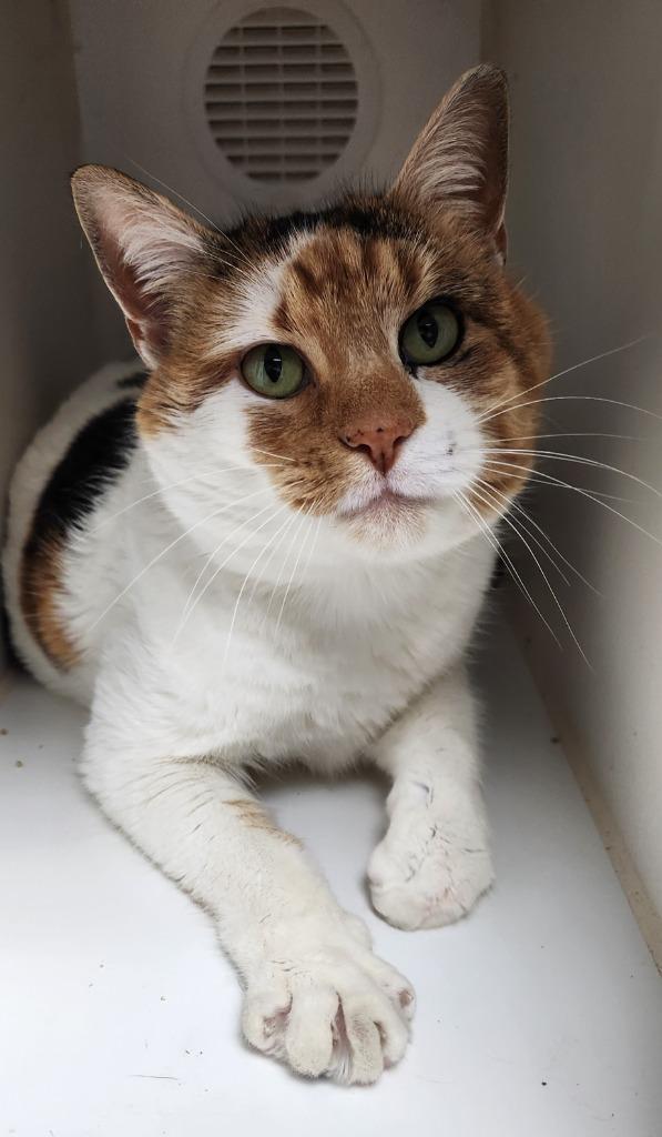 Enlarge Patches, a Adoptable mixed breed in Walnutport, PA image 1/2