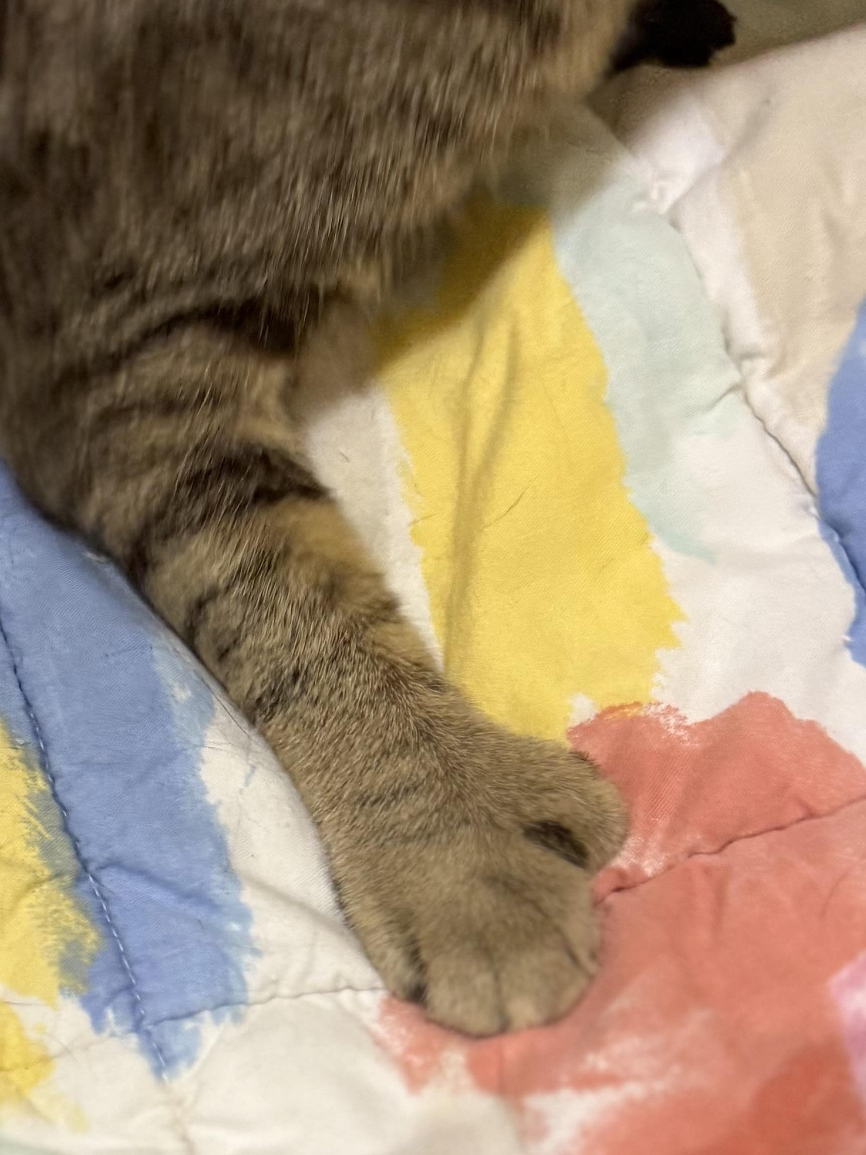 IZZY, an adopted Extra-Toes Cat / Hemingway Polydactyl in Lake Ozark, MO image 2/4