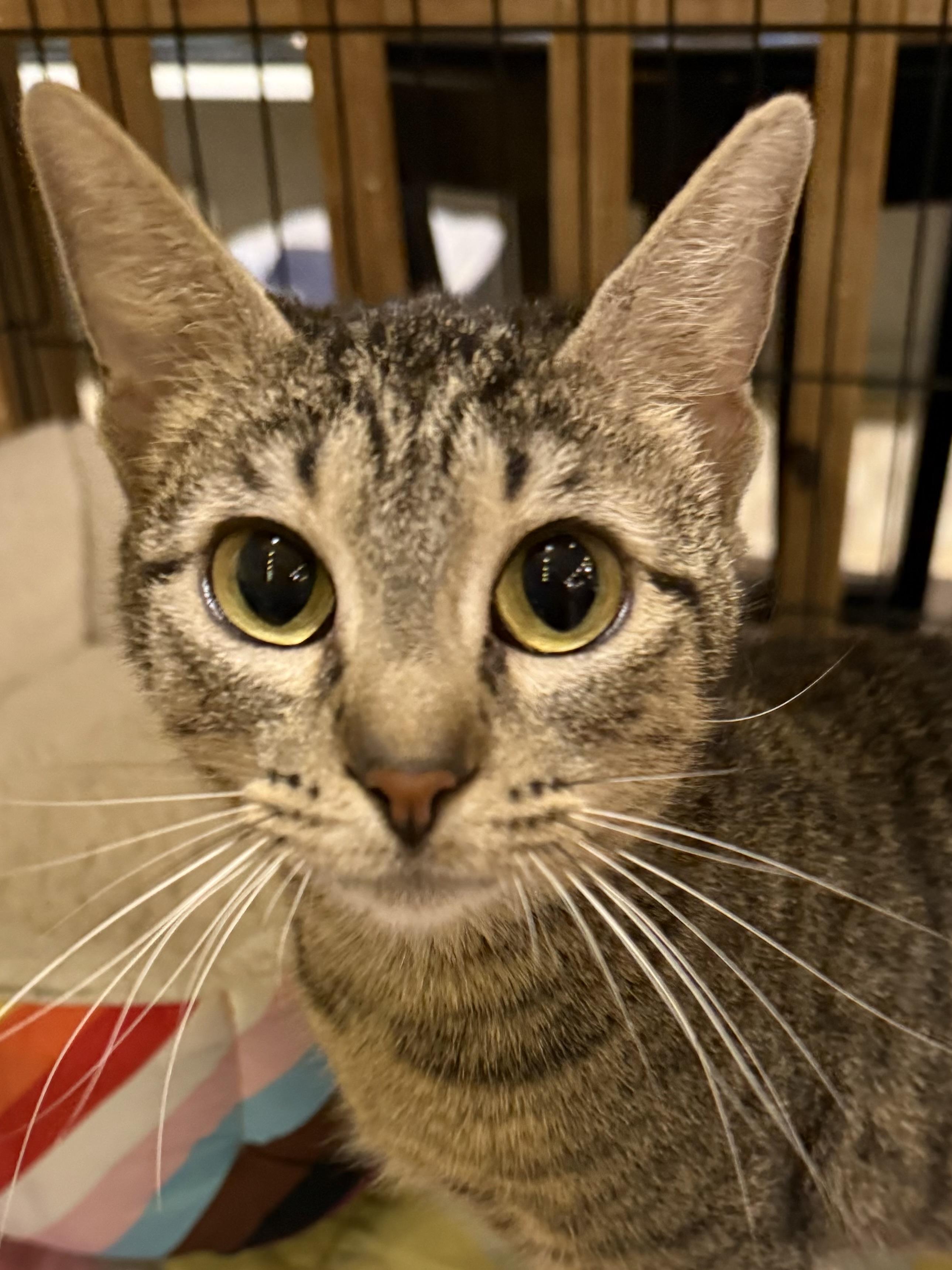 IZZY, adopted, Young Female Extra-Toes Cat / Hemingway Polydactyl.