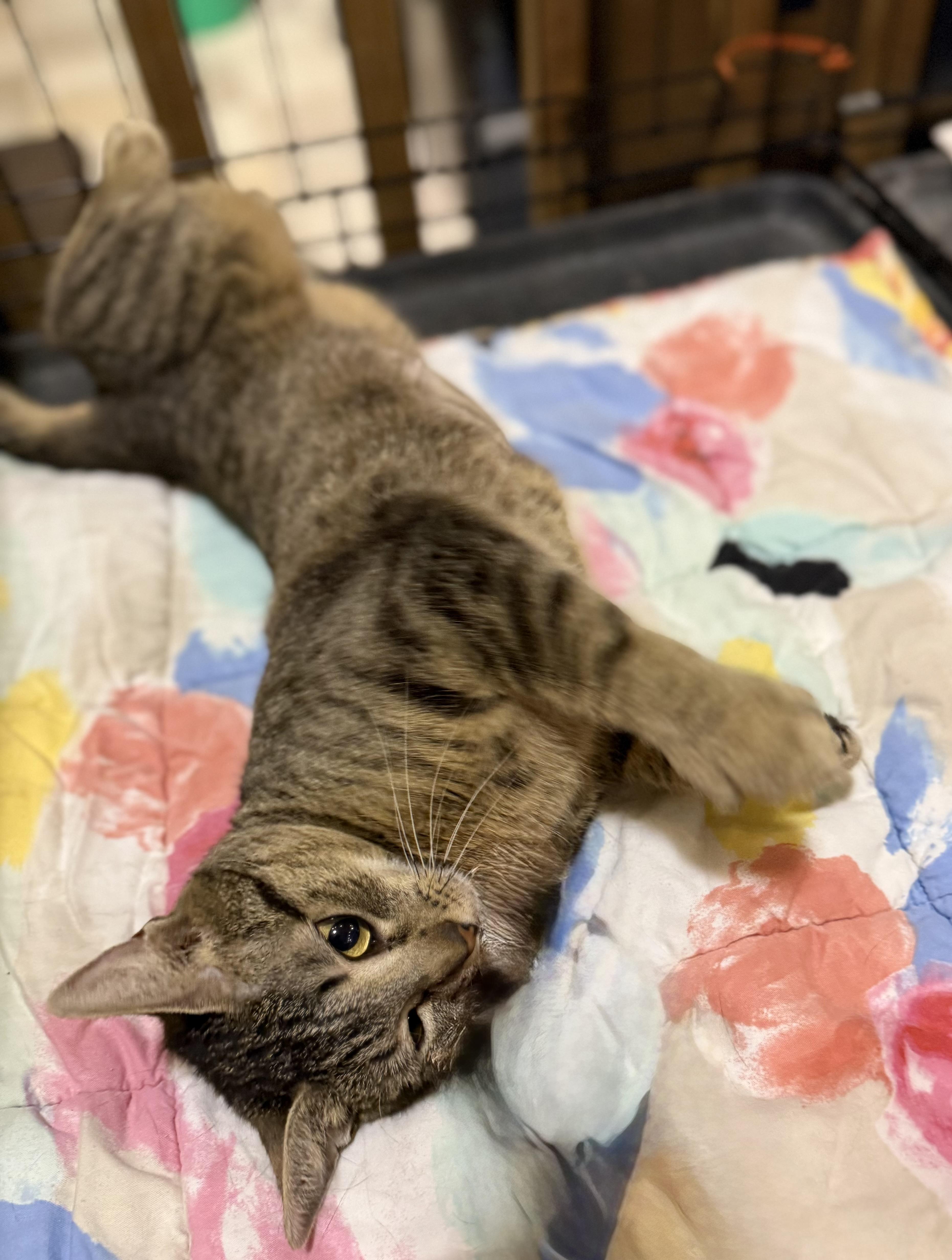 IZZY, an adopted Extra-Toes Cat / Hemingway Polydactyl in Lake Ozark, MO image 4/4