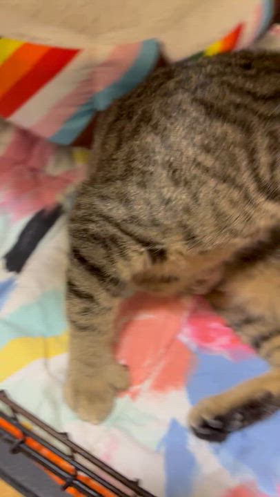 Enlarge IZZY, an adopted Extra-Toes Cat / Hemingway Polydactyl in Lake Ozark, MO video 3/4