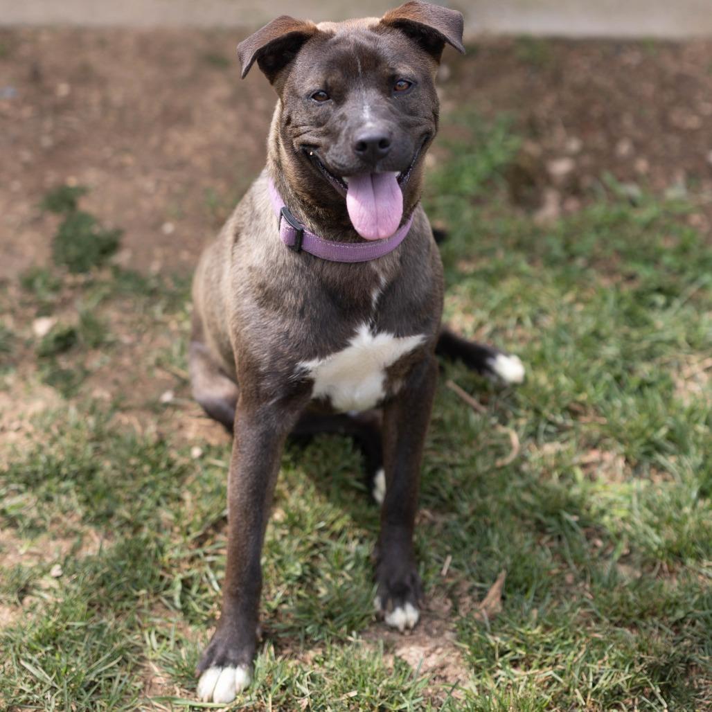 Sonny, a Adoptable mixed breed in Talbott, TN image 1/3