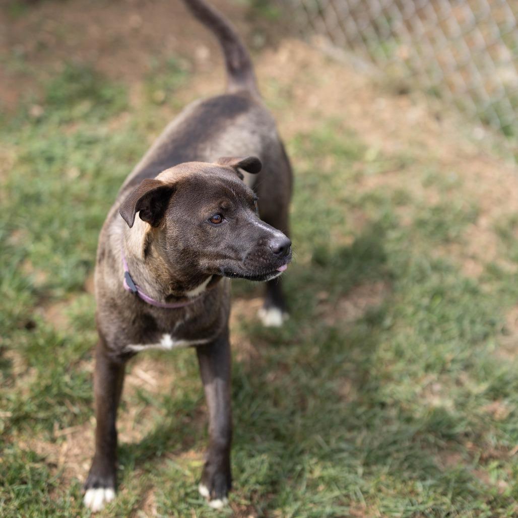 Sonny, a Adoptable mixed breed in Talbott, TN image 2/3