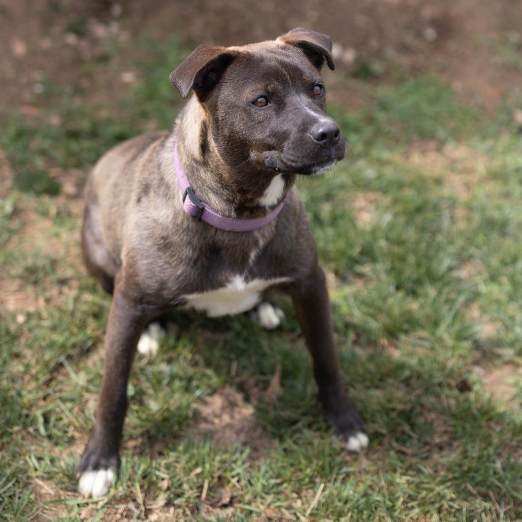 Sonny, a Adoptable mixed breed in Talbott, TN image 3/3