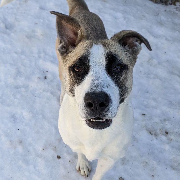 Enlarge Athena, a Adoptable mixed breed in Bella Vista, AR image 1/6